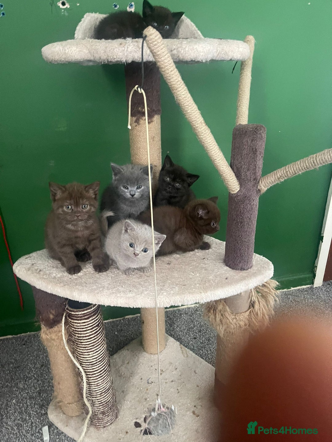 British Shorthair cats for sale: 3 male and 3 female kittens and mother  - Image 1