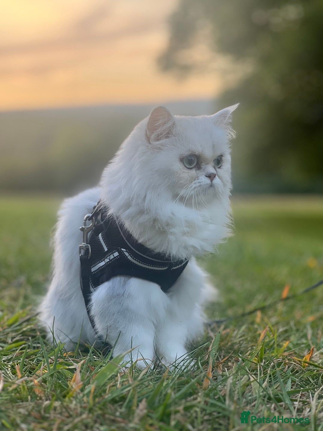 Persian cats for sale: Persian chinchilla  - Image 5