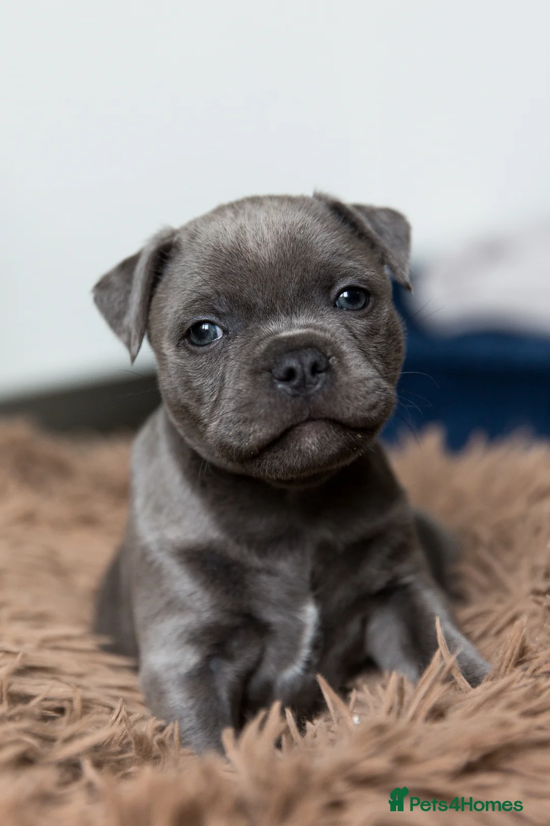 Staffordshire Bull Terrier dogs for sale: Beautiful Blue Staffy KC registered (Stormregalia) in London - Advert 1