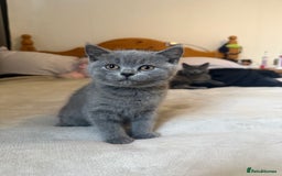 British Shorthair cats for sale: British shorthair  - Image 3