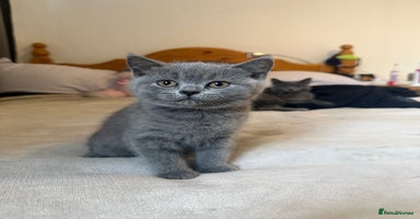 British Shorthair cats - Advert 9