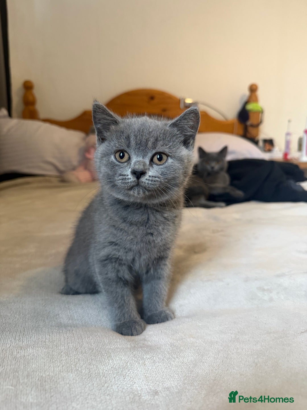 British Shorthair cats for sale: British shorthair  - Image 3