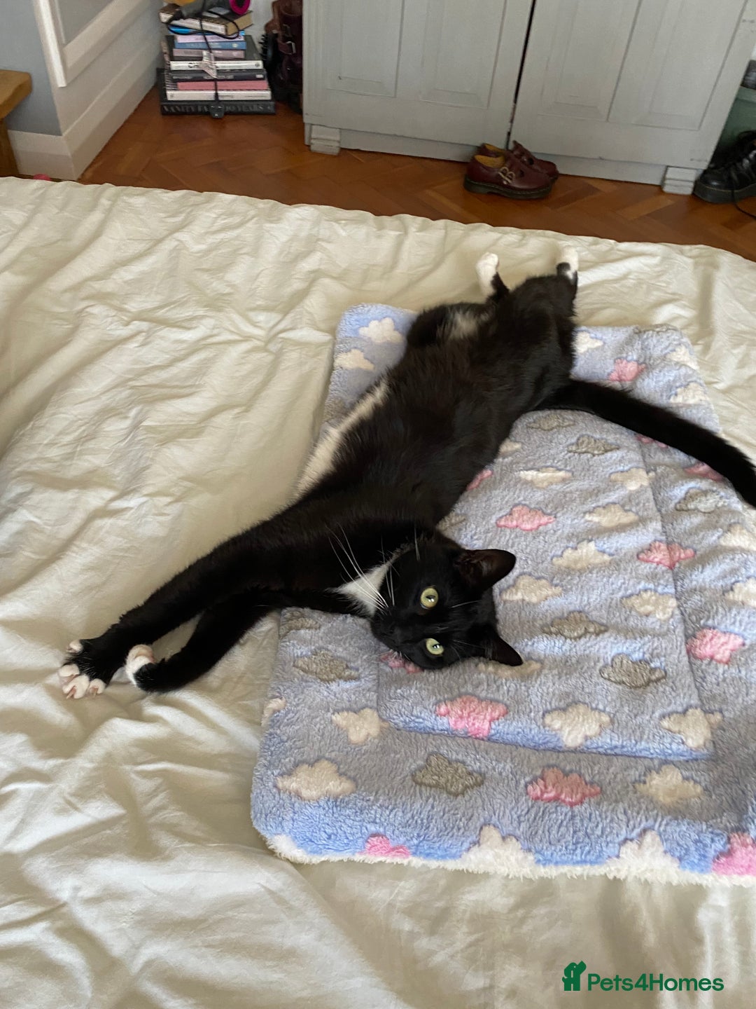 British Shorthair cats for sale: beautiful tuxedo cat - male  - Advert 7