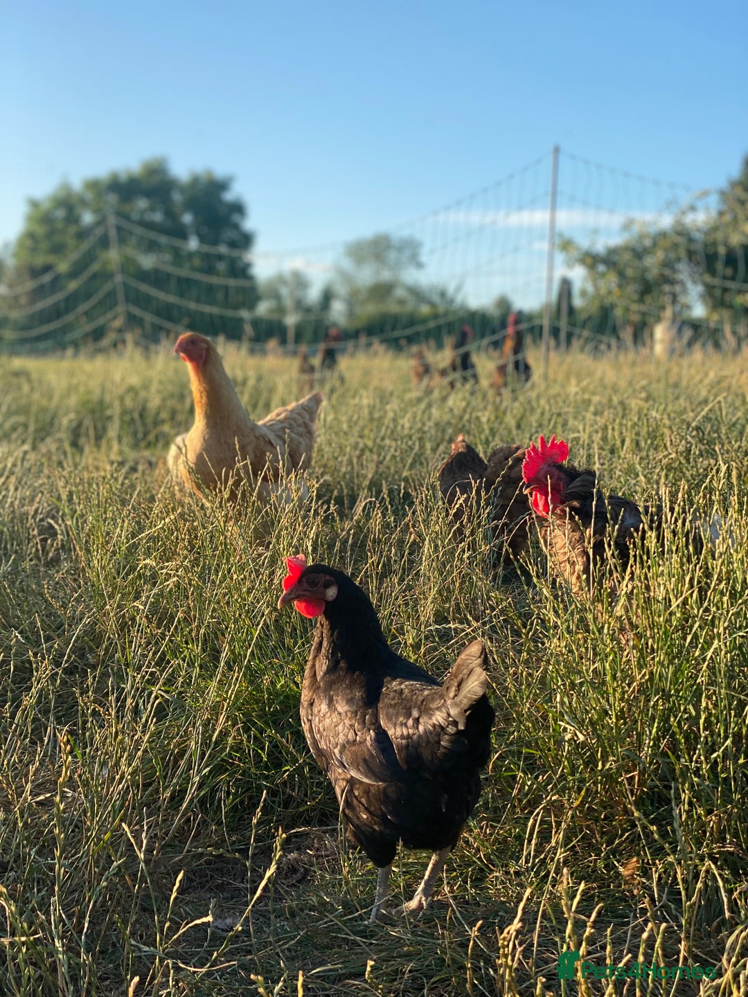 Mixed Breed birds for sale: Point of lay Hens & Pullets – VARIOUS BREEDS 🦚  - Image 7