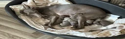 Italian Greyhound dogs for sale: 6 Stunning KC Italian Greyhound Puppies  - Advert 1
