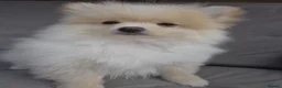 Pomeranian dogs for sale: Pomeranian Puppies - Advert 3