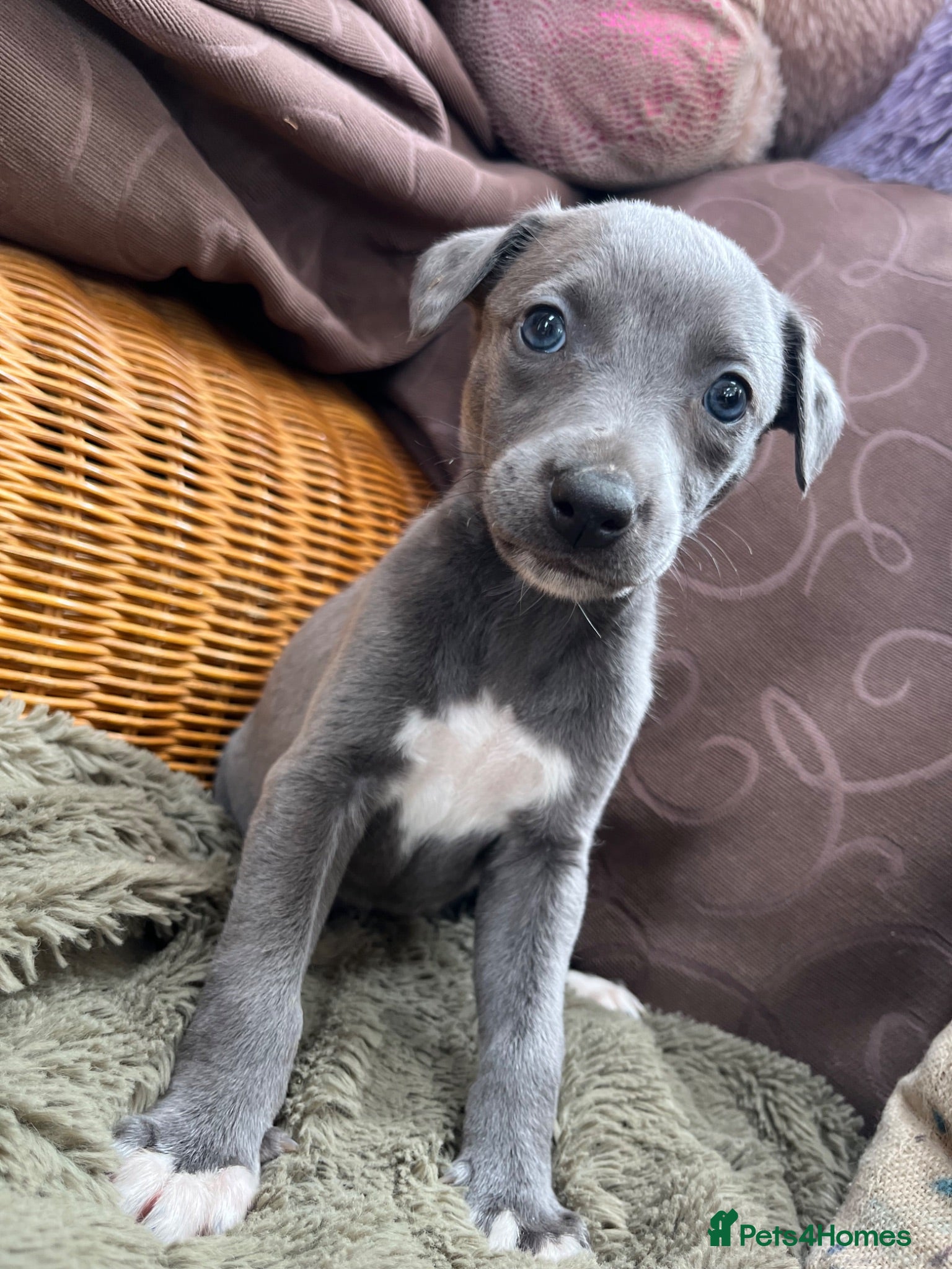 Whippet dogs ✨Beautiful whippet puppies✨ - Advert 2