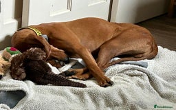 Segugio Italiano dogs for adoption: Duffy – 3 yr old boy, Striking Segugio Italiano X - Image 5