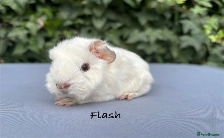 Guinea Pig rodents - Advert 2