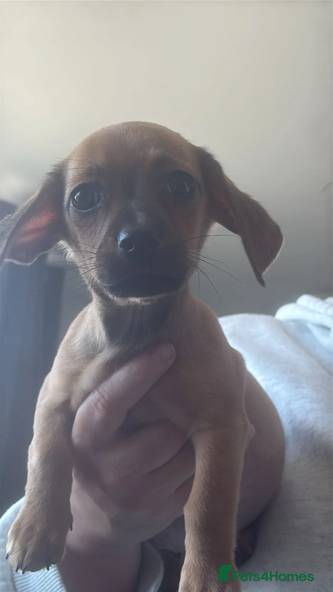 Chiweenie dogs for sale: Last boy ready to leave today  - Advert 2
