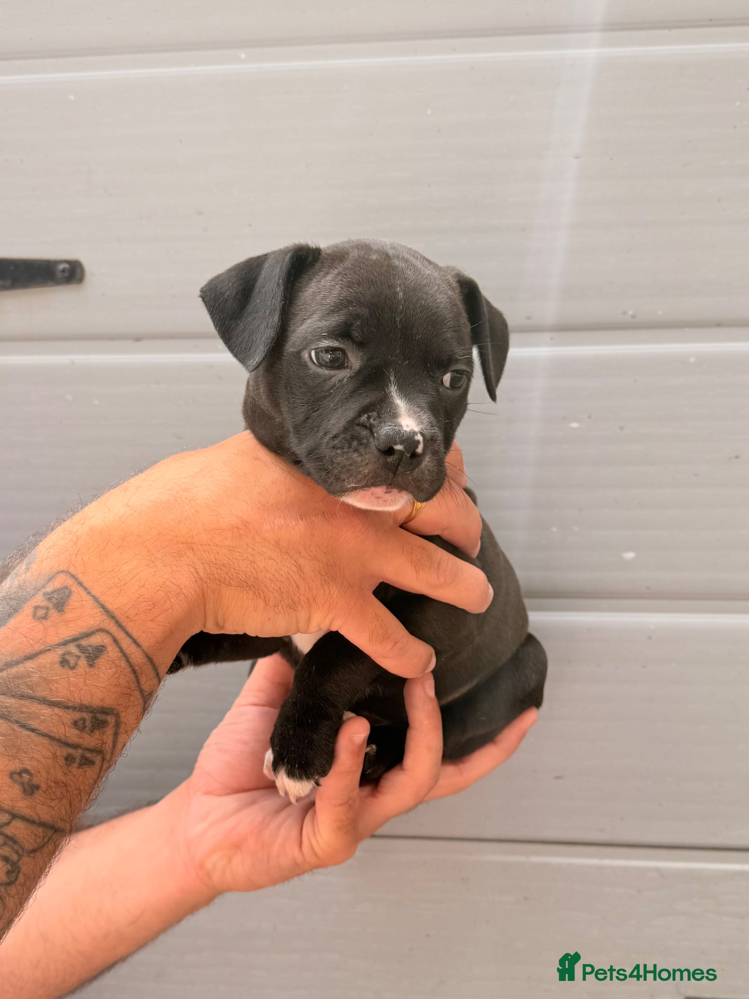Staffordshire Bull Terrier dogs READY TO LEAVE STAFFY PUPS 2 LEFT  - Advert 3