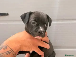 Staffordshire Bull Terrier dogs READY TO LEAVE STAFFY PUPS 2 LEFT - Advert 1