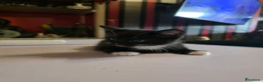 Mixed Breed Kitten 3