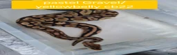 Python Snake reptiles for sale: Adult Female Ball Pythons - Advert 2