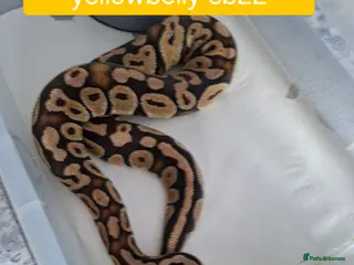 Python Snake reptiles Adult Female Ball Pythons - Advert 4