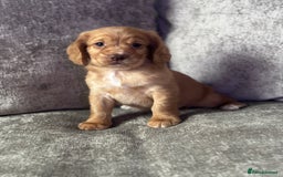 Cocker Spaniel dogs for sale: COCKER SPANIEL PUPPIES - Image 10