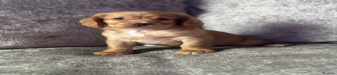 Cocker Spaniel Puppy 5