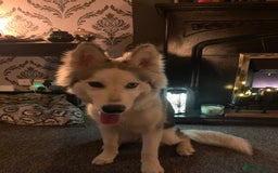 Siberian Husky dogs for sale: Beautiful Siberian husky girl in Bolton - Image 13