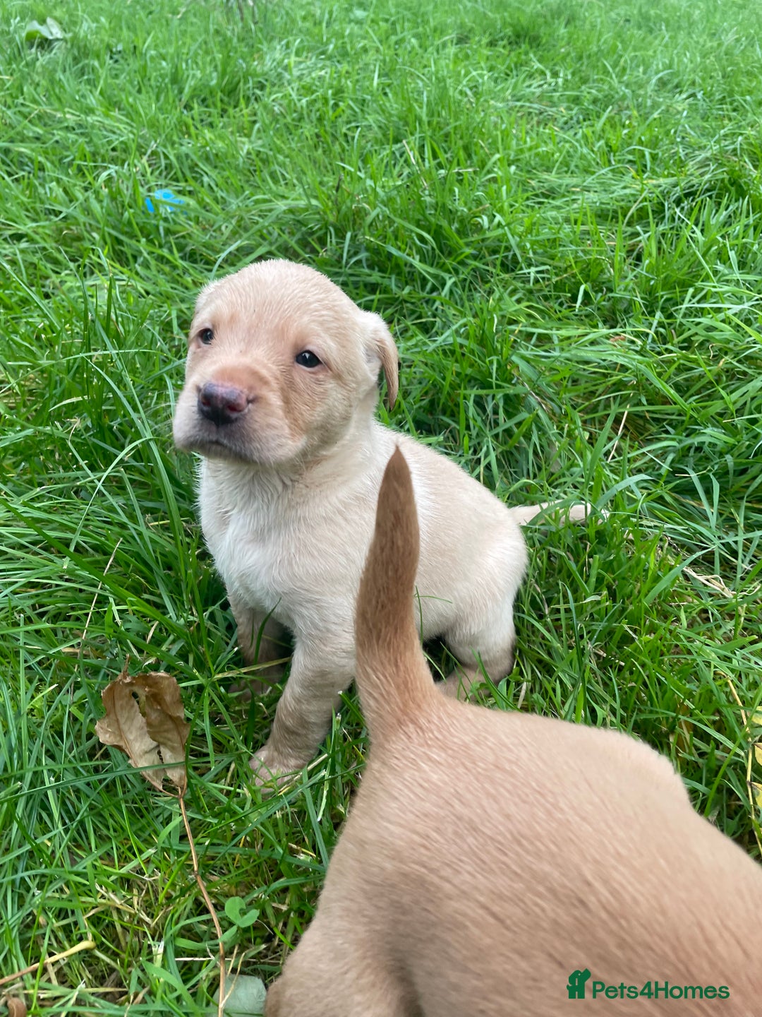 Labrador Retriever dogs for sale: 🐶 8 Gorgeous KC Labrador Puppy’s 🐶 - Image 27