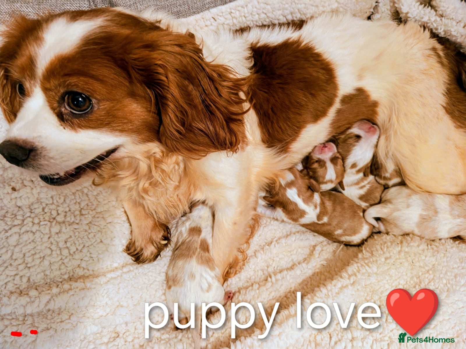 Cavalier King Charles Spaniel dogs DNA KC CAVALIER KING CHARLES - Advert 2