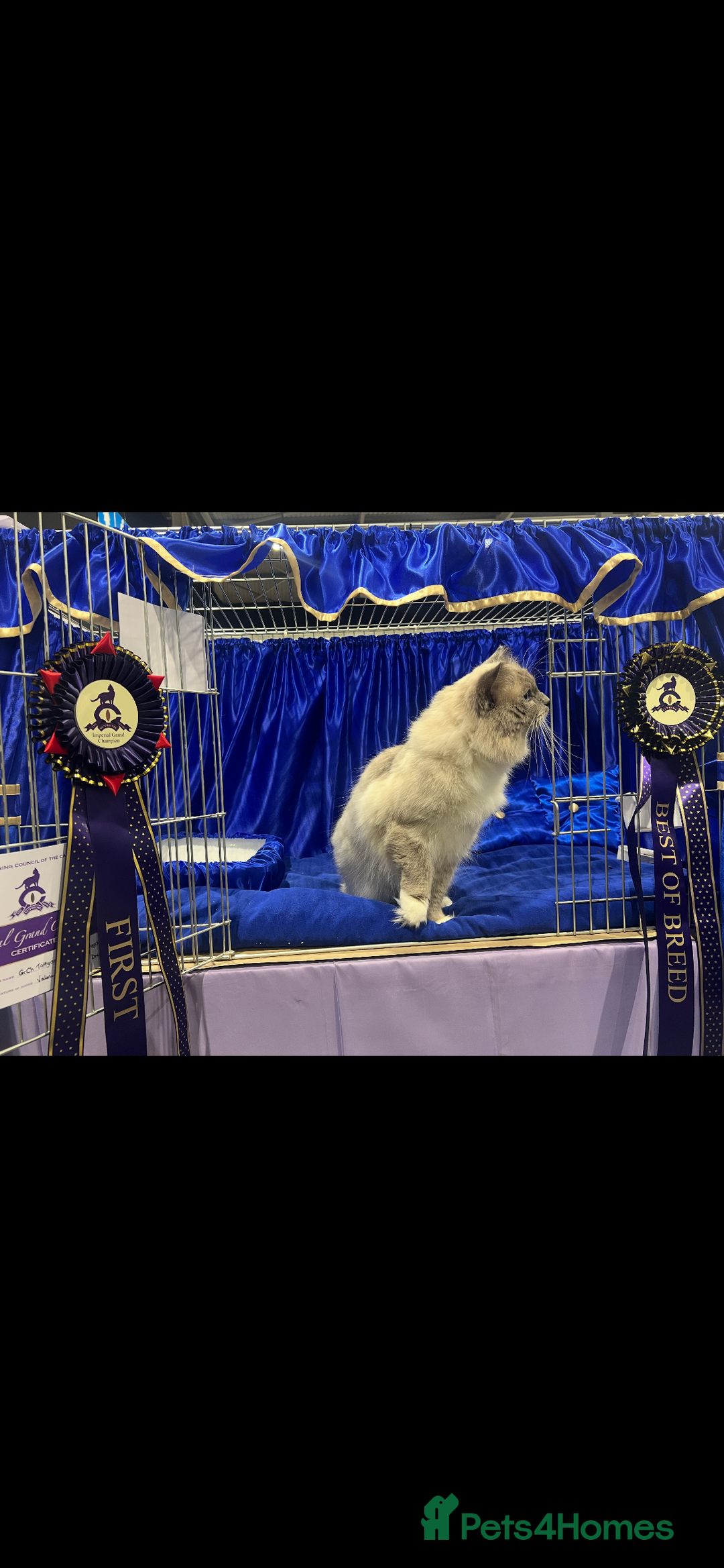 Ragdoll cats for sale: Beautiful Ragdoll kittens rare blue colour - Advert 11