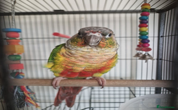 Conures birds - Advert 2