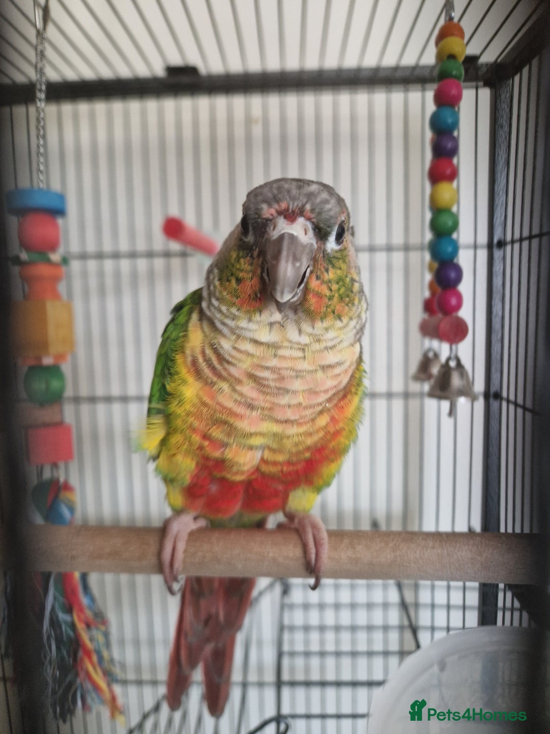 Conures birds for sale: Conure hand tame  - Image 1