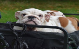 English Bulldog dogs for sale: Kc reg  1 White & Red boy only fully vaccinated  - Image 24