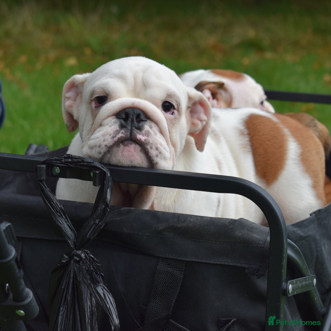 English Bulldog dogs for sale: Kc reg  1 White & Red boy only fully vaccinated  - Image 24