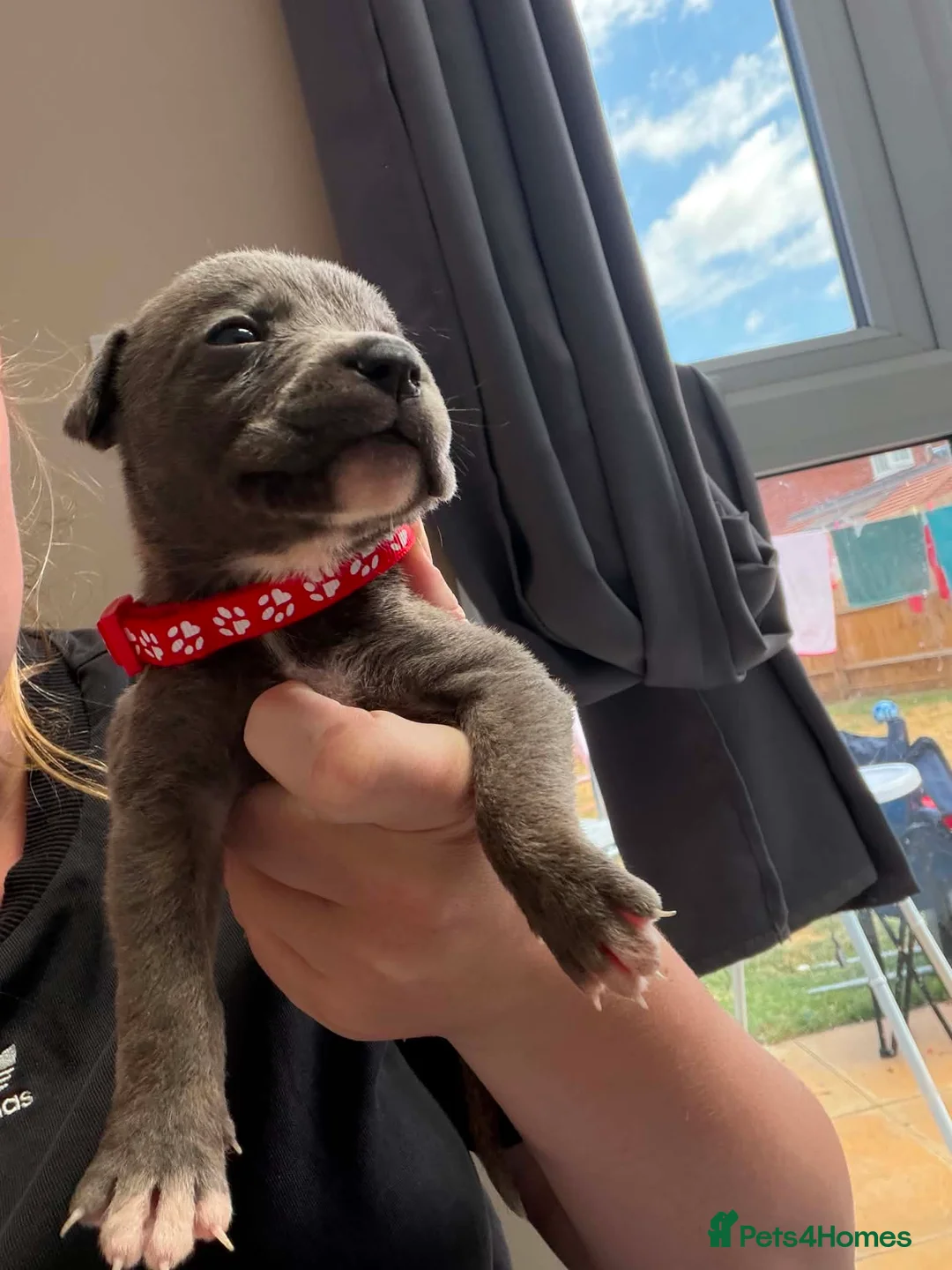 Mixed Breed dogs for sale: Whippet terrier X Cane corso - Advert 2
