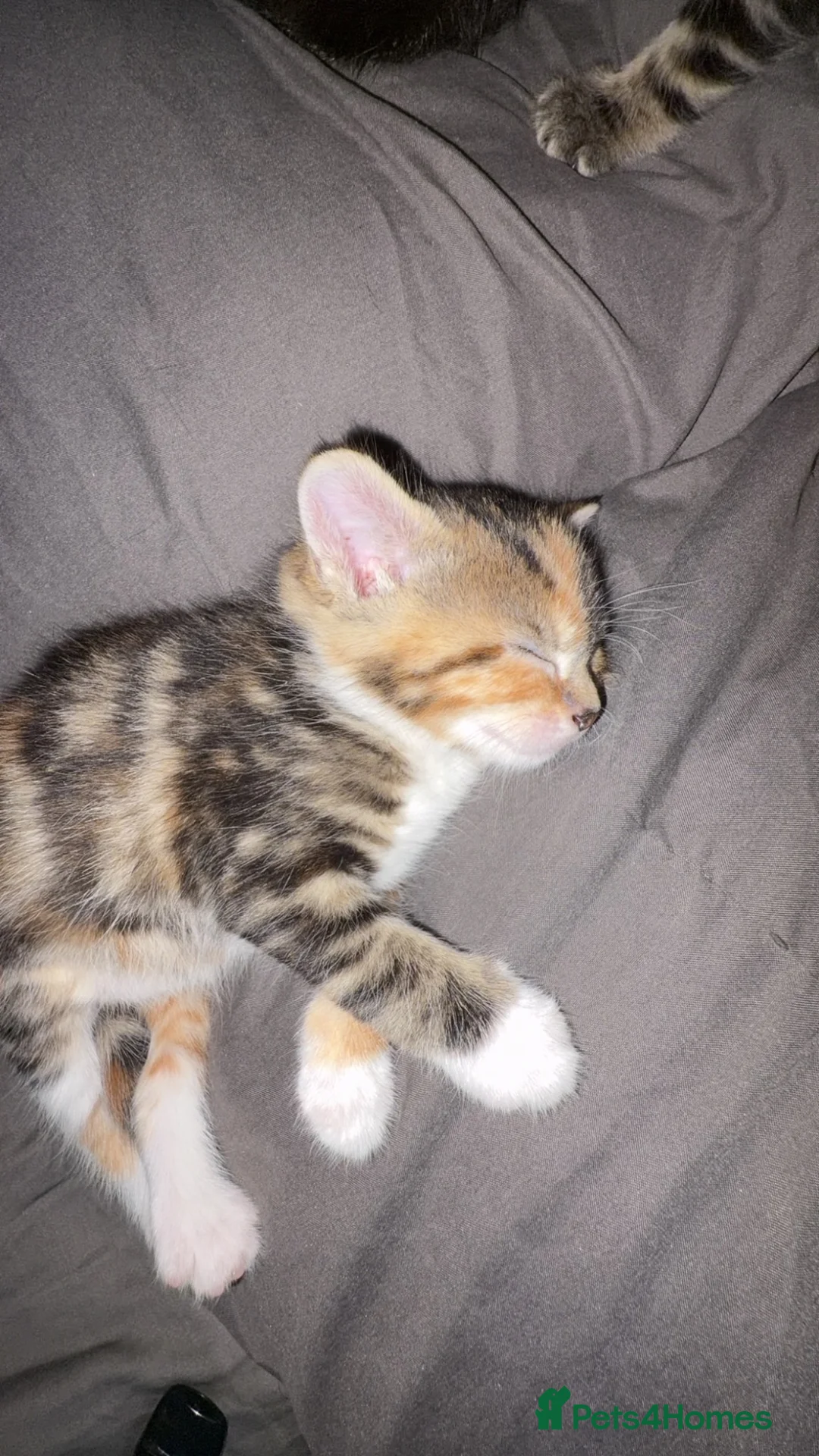Mixed Breed cats for sale: 3 kittens mixed colours orange, black, white  in Manchester - Advert 4