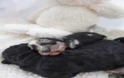 Sheepadoodle dogs for sale: Mini Sheepadoodle the wait is over!  - Image 12