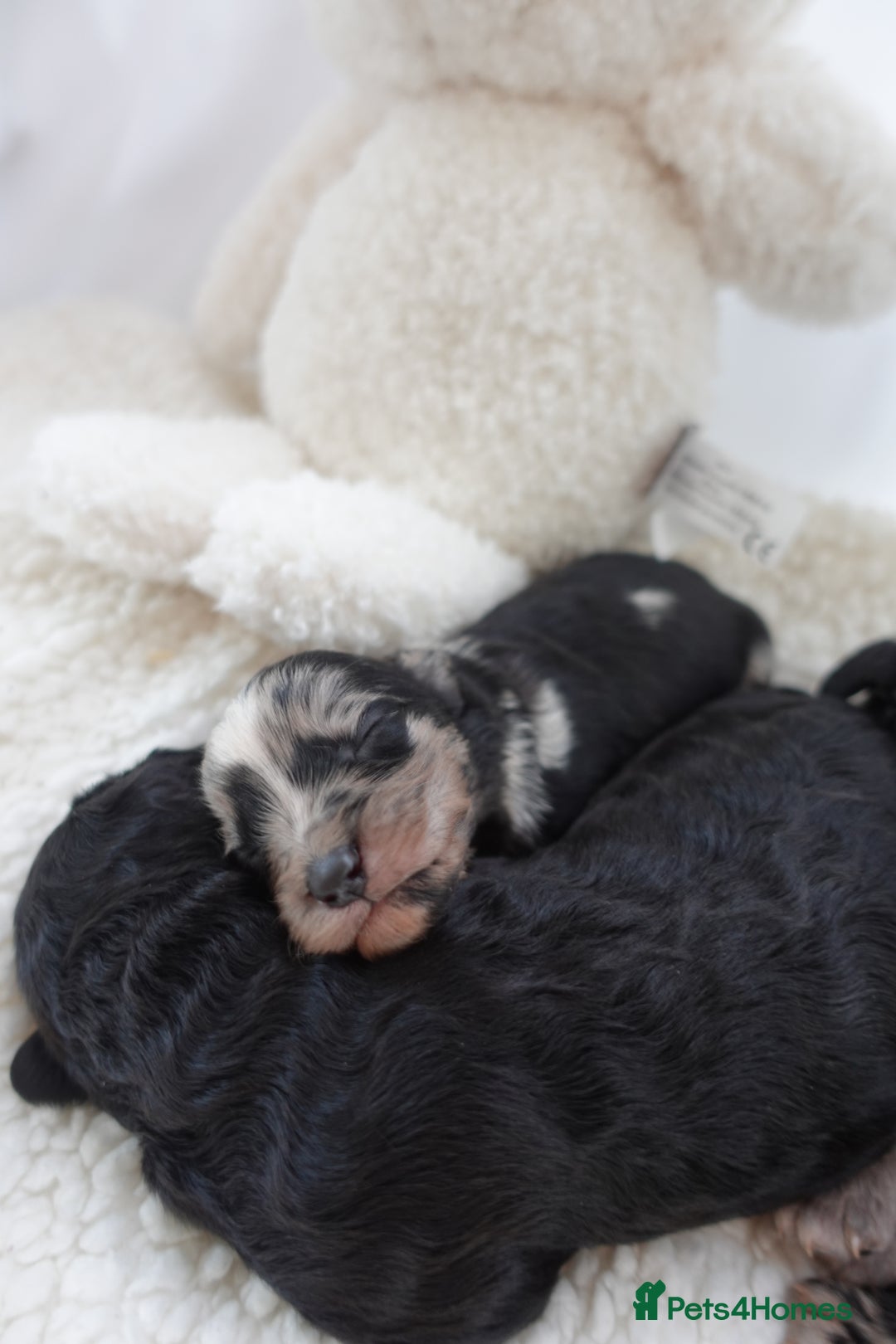 Sheepadoodle dogs for sale: Mini Sheepadoodle the wait is over!  - Image 12