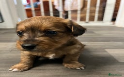 Jackapoo dogs for sale: Adorable Jackapoo puppies for sale !!!! - Image 27