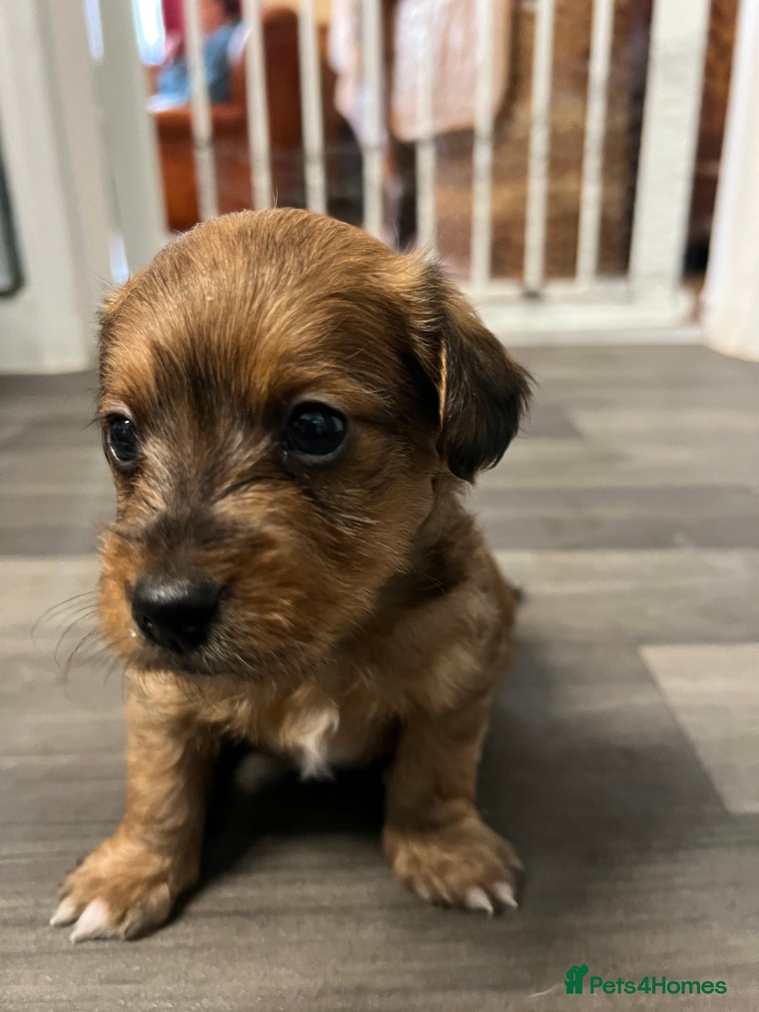 Jackapoo dogs for sale: Adorable Jackapoo puppies for sale !!!! - Image 27