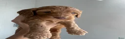 Cockapoo dogs for sale: READY TO LEAVE NOW F1 cockapoo puppies🌟🧬🐾 - Advert 10