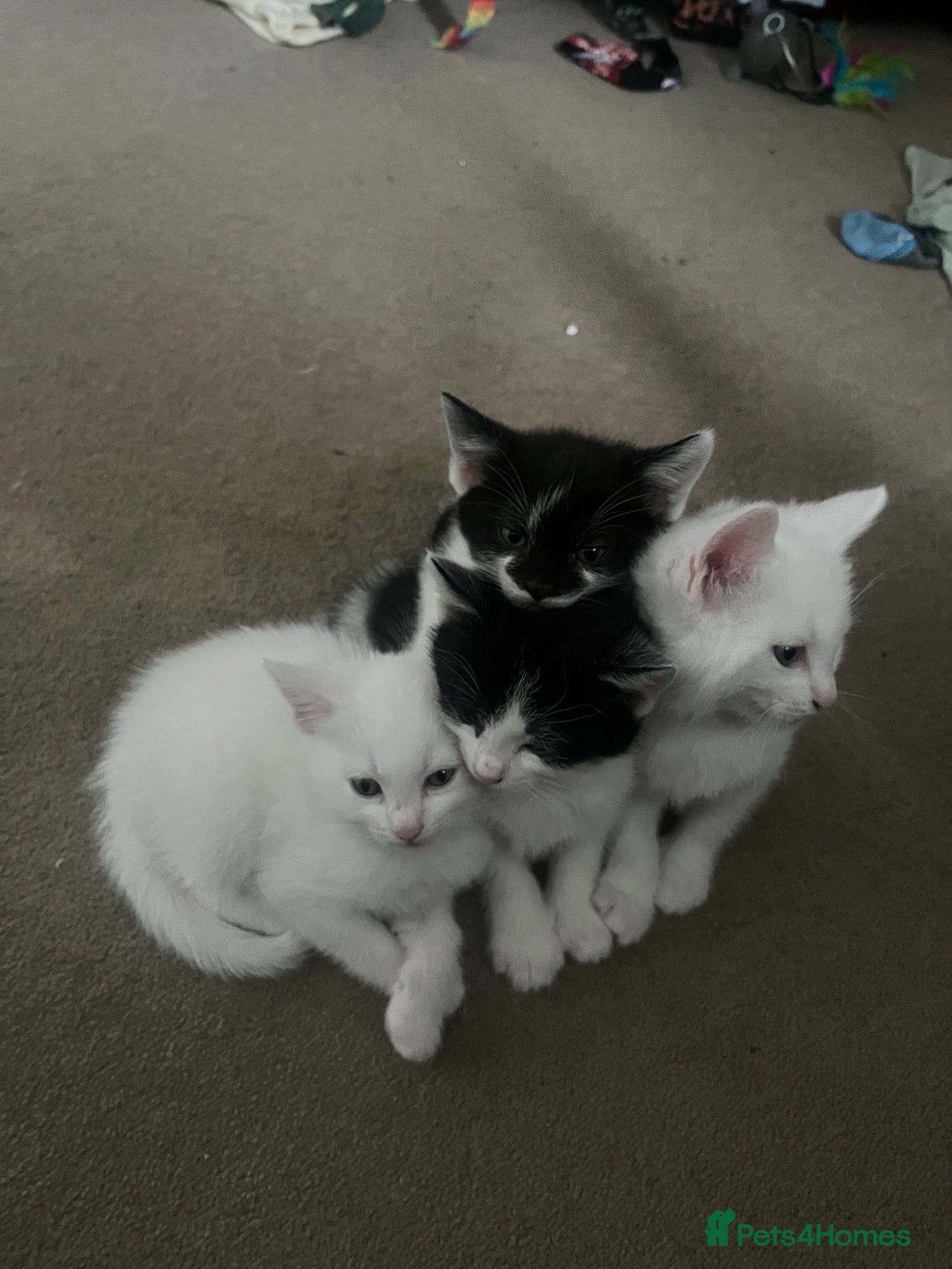 British Shorthair cats Beautiful litter of kittens including white girls - Advert 1
