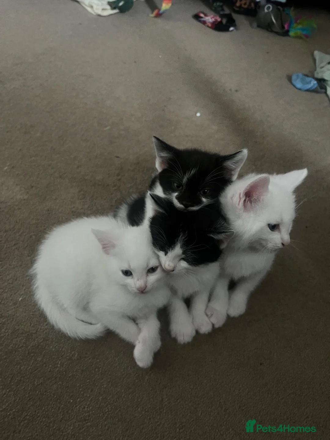 British Shorthair cats for sale: Beautiful litter of kittens including white girls - Advert 1
