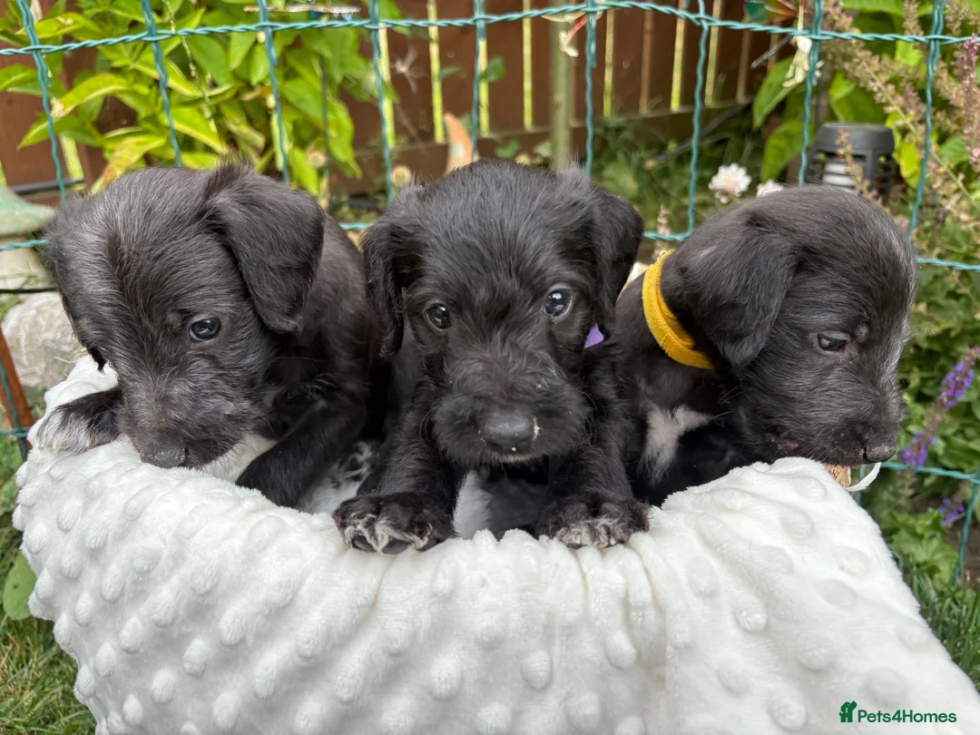 Mixed Breed dogs for sale: Genuine 1st cross Bedlington Terrier/Whippets in Durham - Advert 2