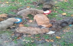 Mixed Breed dogs for sale: Adorable Whippet X Poodle puppies  - Image 2