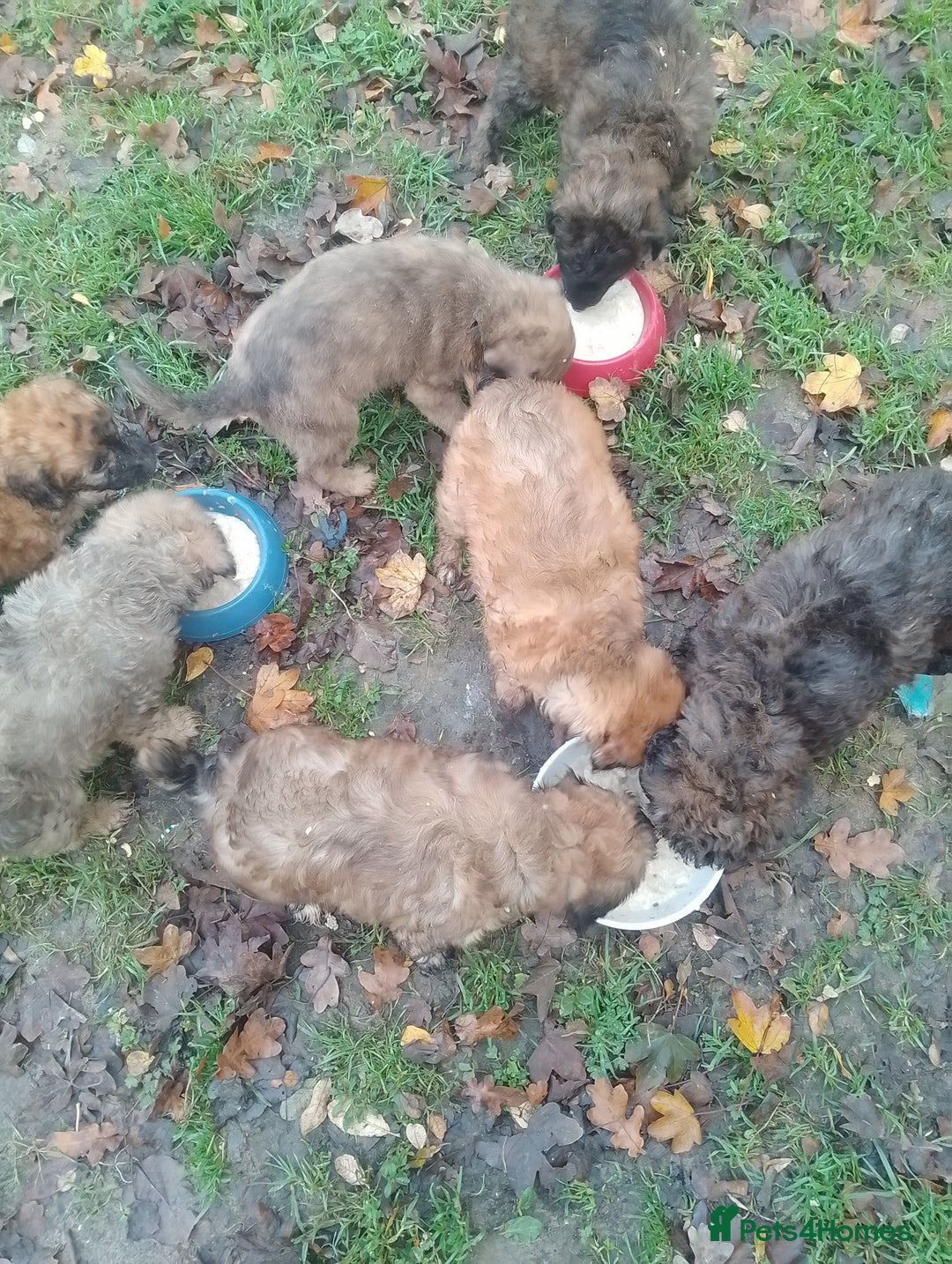 Mixed Breed dogs for sale: Adorable Whippet X Poodle puppies  - Image 2