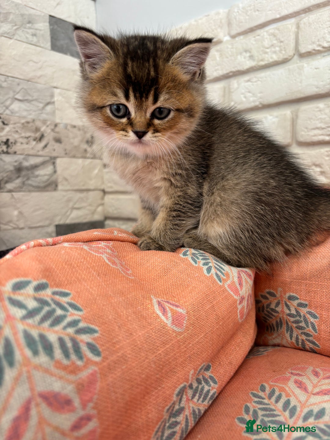 Scottish Fold cats for sale: Scottish fold pedigree kittens - Image 14