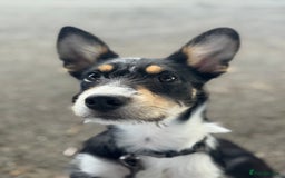 Mixed Breed dogs for sale: * REDUCED * collie x kelpie female pup  - Image 6