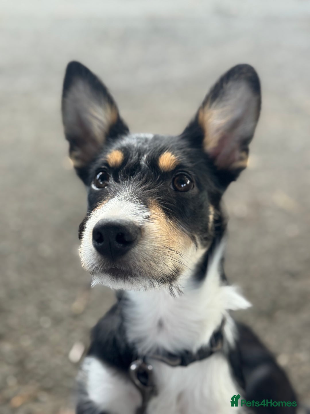 Mixed Breed dogs for sale: * REDUCED * collie x kelpie female pup  - Image 6