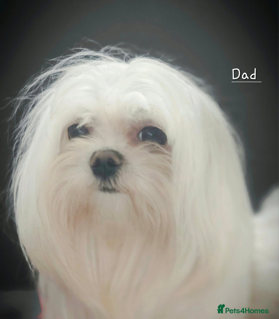 Maltese dogs for stud:  KC Maltese stud Korean line  in Derby - Advert 13