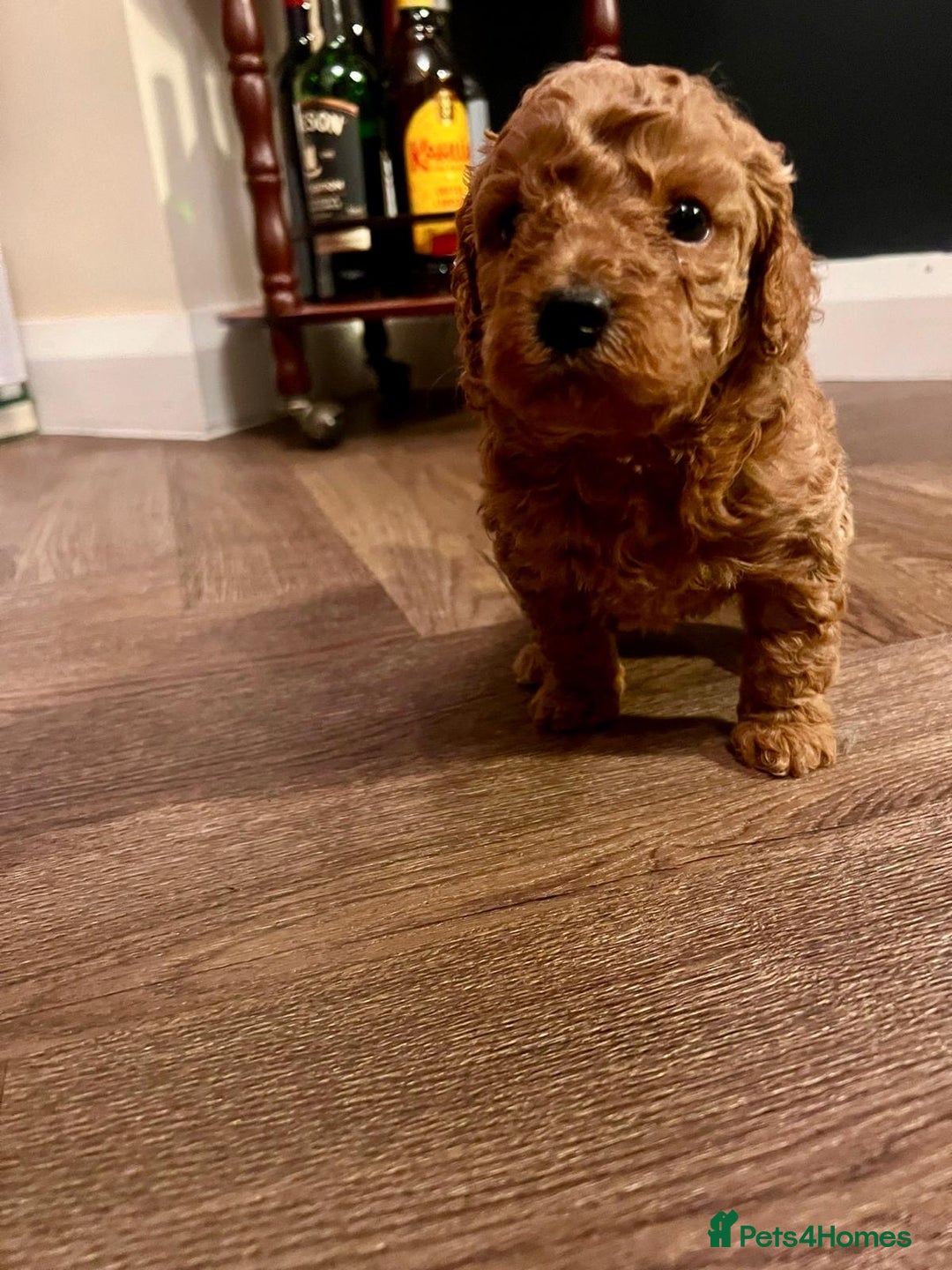 Cockapoo dogs for sale: Beautiful Cockapoo Puppies for Sale ✨🐾 - Advert 8