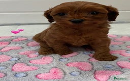 Cavapoo dogs for sale: 🩷⭐️ F1 Cavapoo’s ⭐️💙 - Image 5