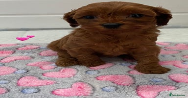Cavapoo dogs - Advert 11
