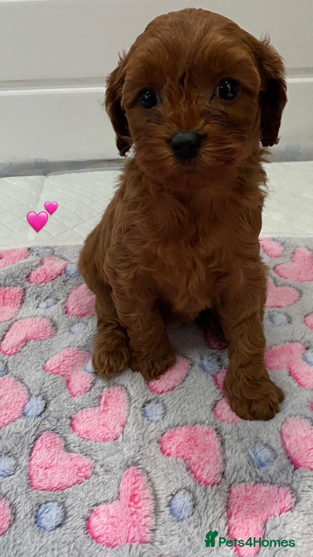 Cavapoo dogs for sale: 🩷⭐️ F1 Cavapoo’s ⭐️💙 - Image 5