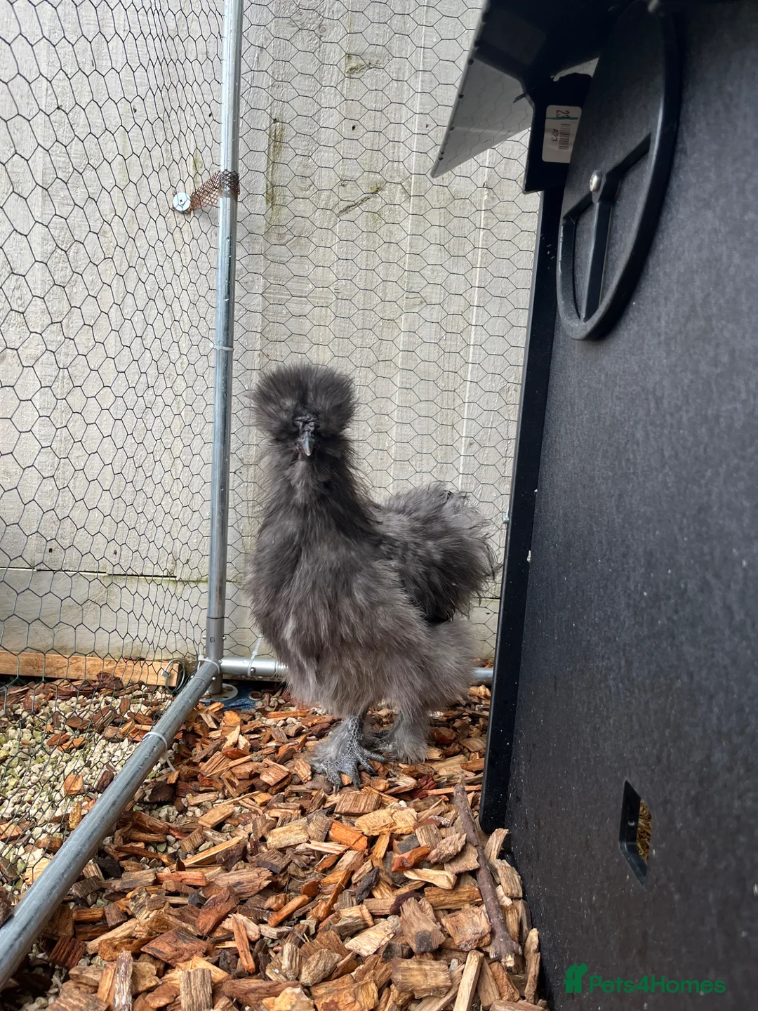 Chickens poultry for sale: Blue silkie roo in Heywood - Advert 2
